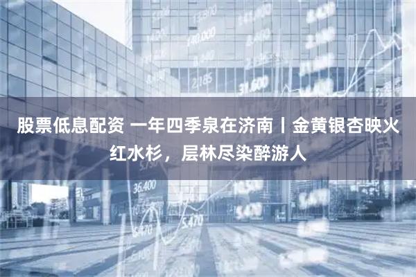 股票低息配资 一年四季泉在济南丨金黄银杏映火红水杉，层林尽染醉游人